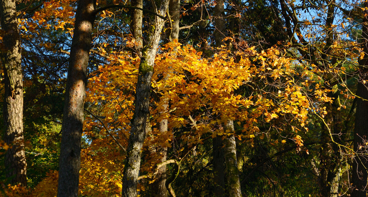 Осенний лесок 3. - Константин Белоногов