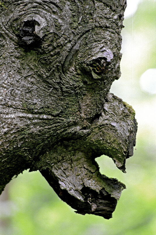 Квазимодо - Алексей Смирнов