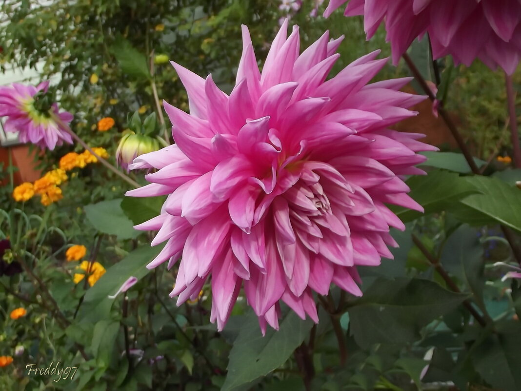 Георгин - Freddy 97