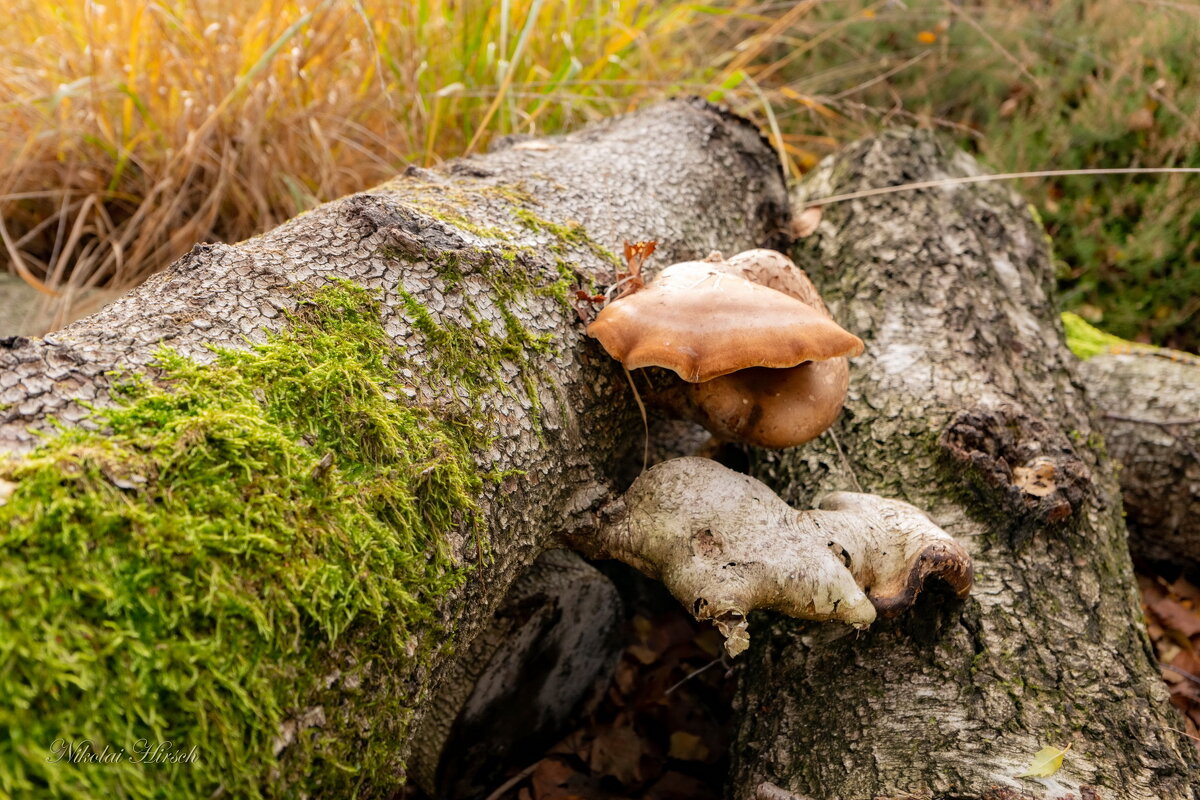 Из лесной книги... - Николай Гирш