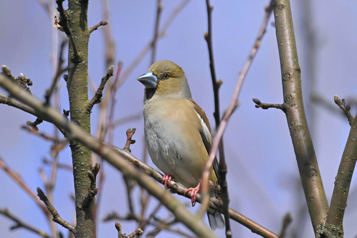 Апрель - Николай Соколухин Апрель - Николай Соколухин