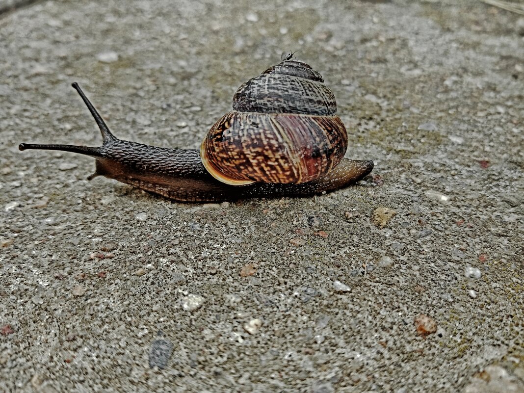 ....зайцы на транспорте... - Георгий Никонов