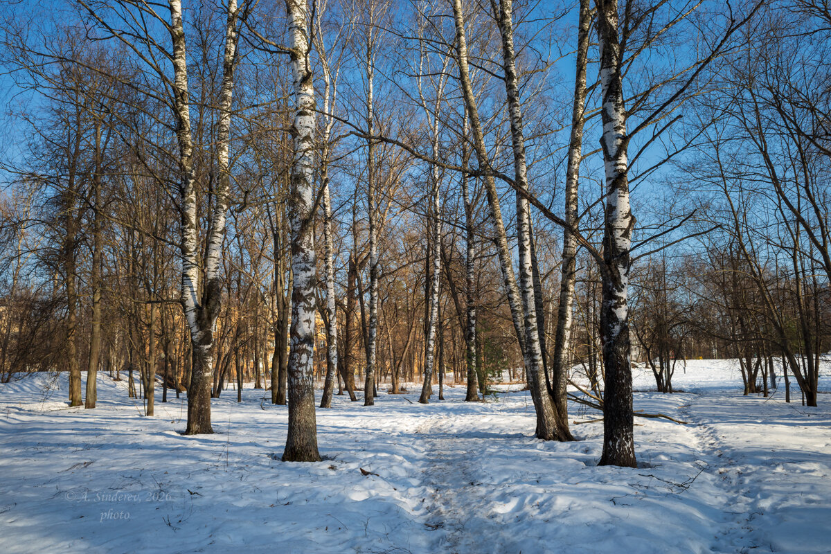 Весенний пйзаж с берёзами - Александр Синдерёв