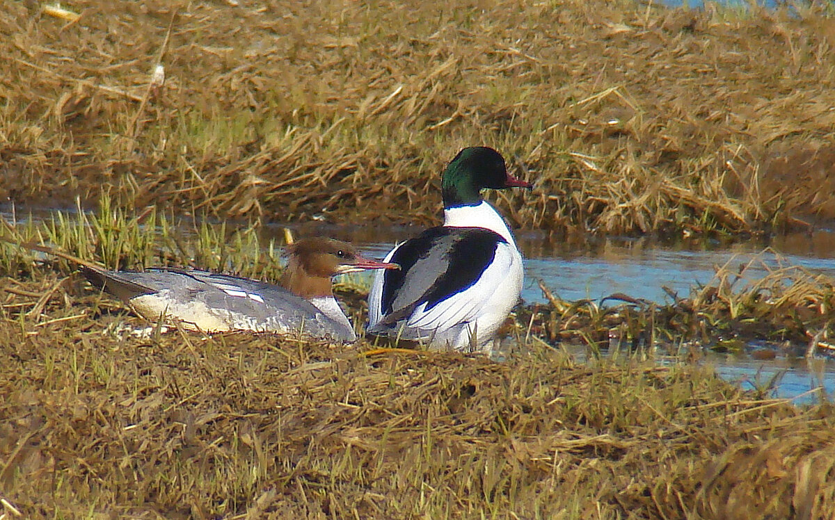 большой крохаль - gawrilа - dan
