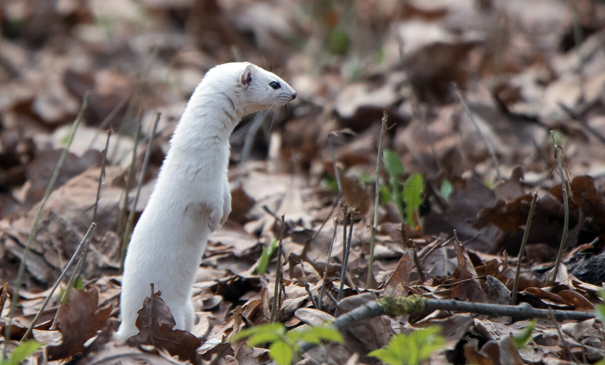 Ласка - Владимир Безбородов Ласка - Владимир Безбородов