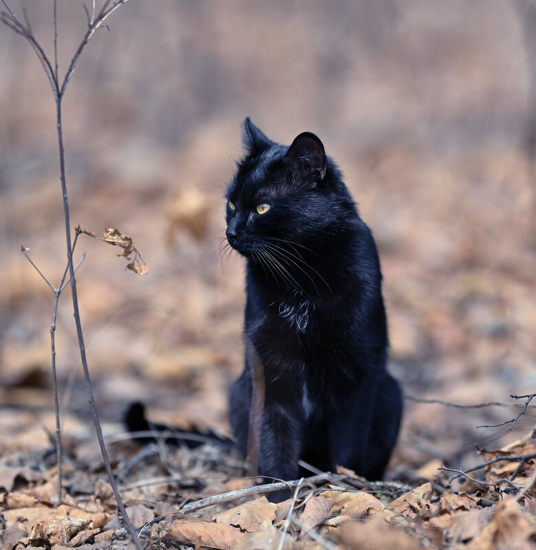 Уголёк ... - Евгений Хвальчев Уголёк ... - Евгений Хвальчев