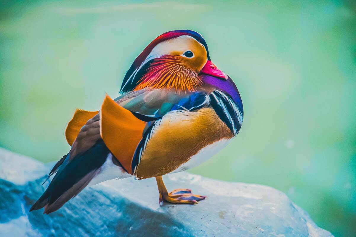 утка мандаринка - Аркадий Лаптенко