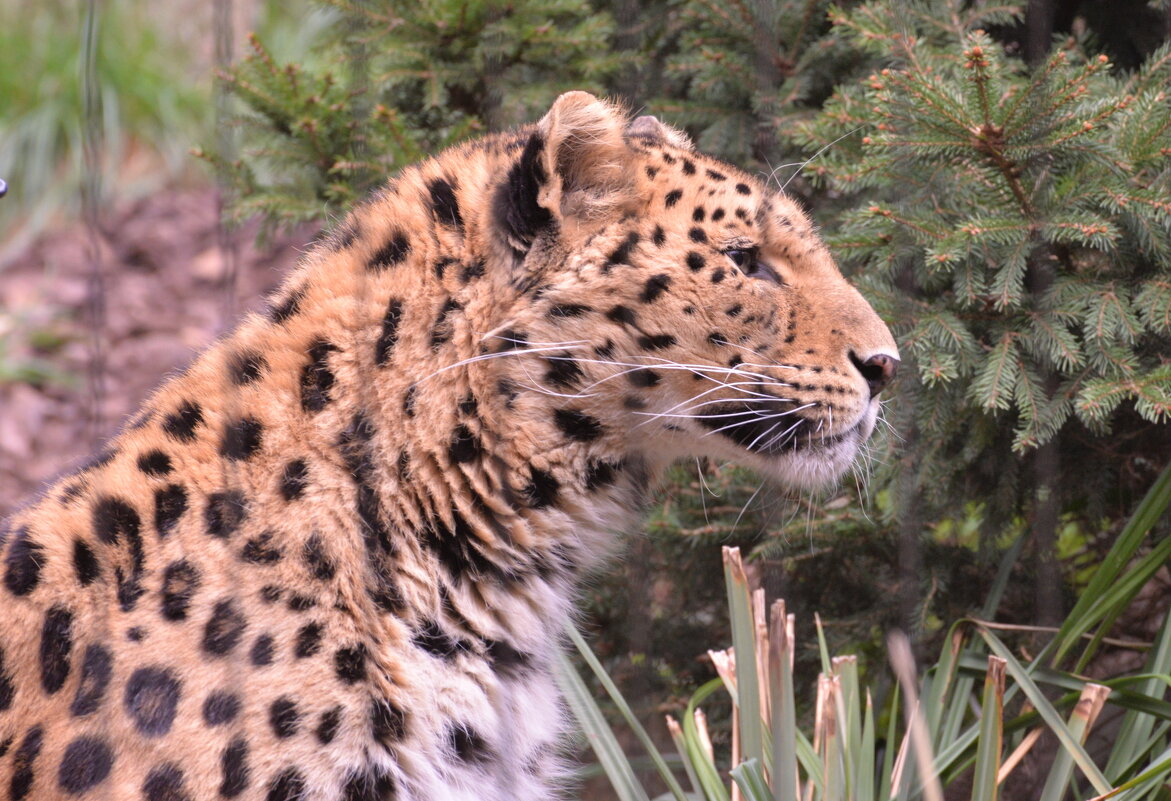 лейпциг2026 - Алексей Короткевич