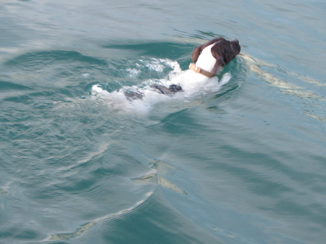 Заплыв - Валерий Заплыв - Валерий