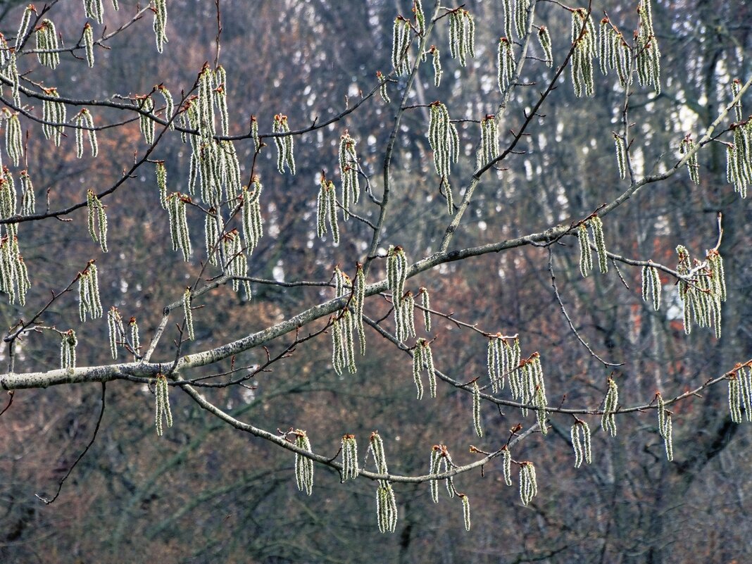 Природы дивное творенье... - Ravile 