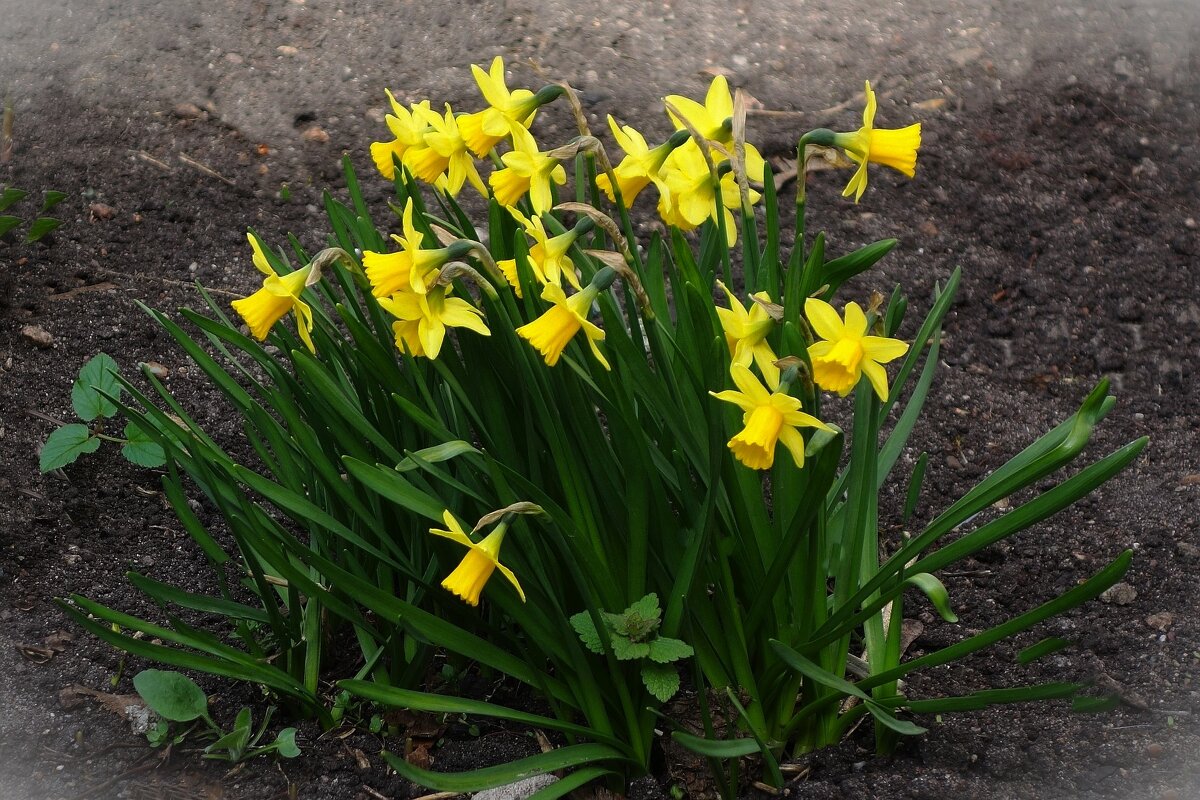 Нарциссы - Рита Симонова