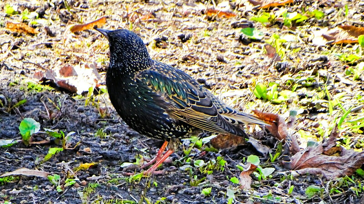 Скворец в городском саду. - Милешкин Владимир Алексеевич Скворец в городском саду. - Милешкин Владимир Алексеевич