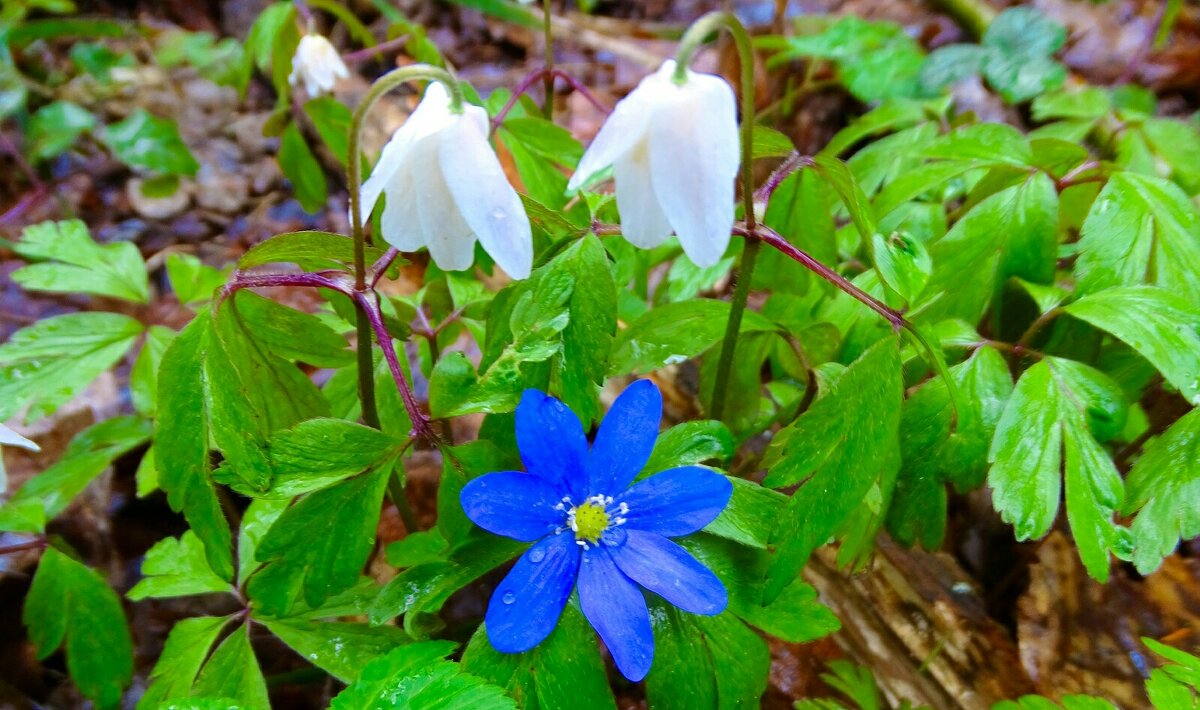 Цветы под дождём. - Милешкин Владимир Алексеевич Цветы под дождём. - Милешкин Владимир Алексеевич