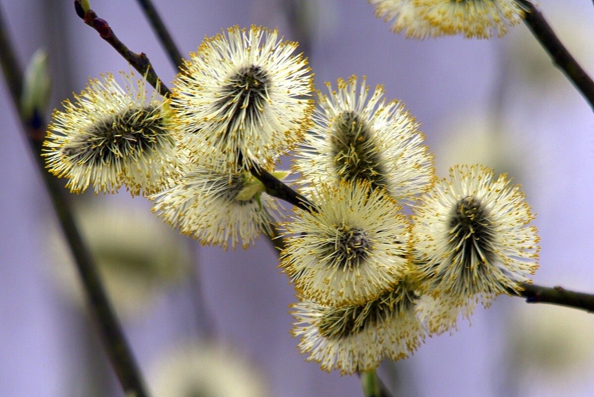 ... - Вячеслав Минаев