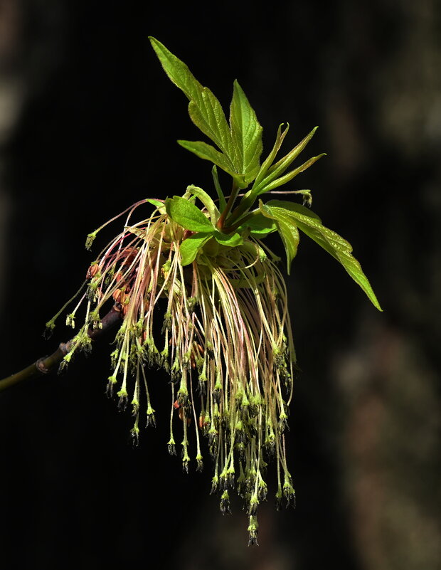 Клён ясенелистный - Aleksandr . Клён ясенелистный - Aleksandr .