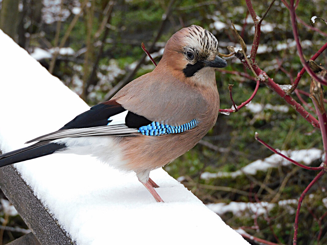 Сойка - Лина 