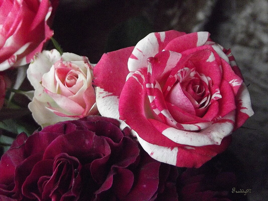 Букет - Freddy 97 Букет - Freddy 97