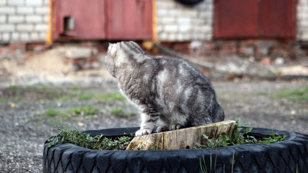 Не буду позировать!.. - Игорь Родионов