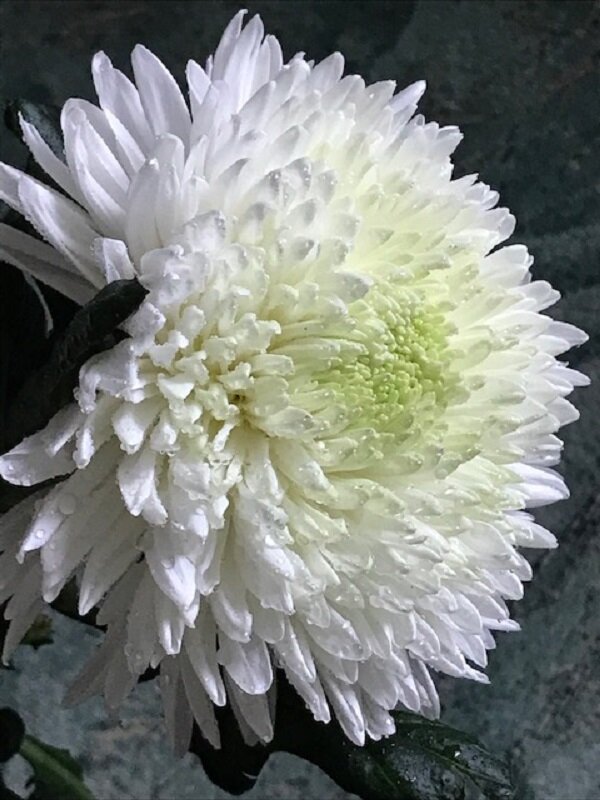 Белоснежная, снежная.... - Татьяна Юрасова