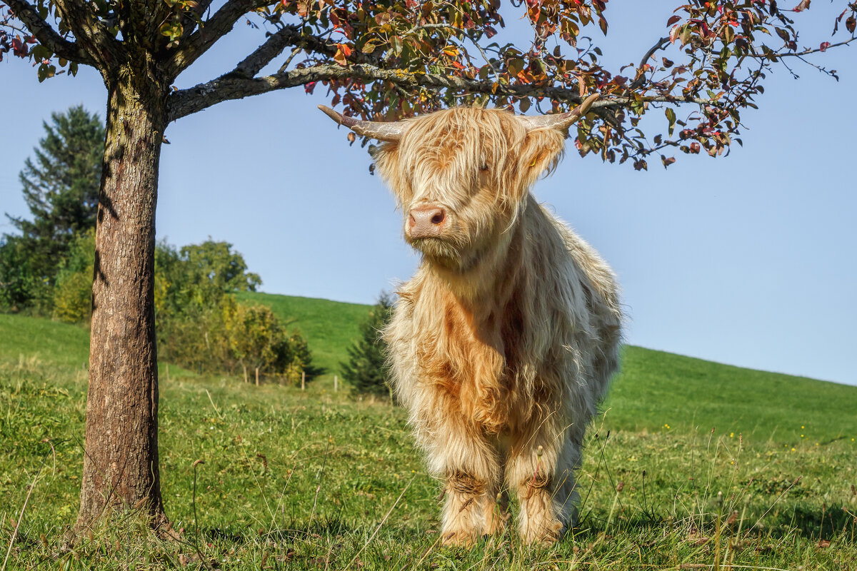Бычок - Владимир Колесников