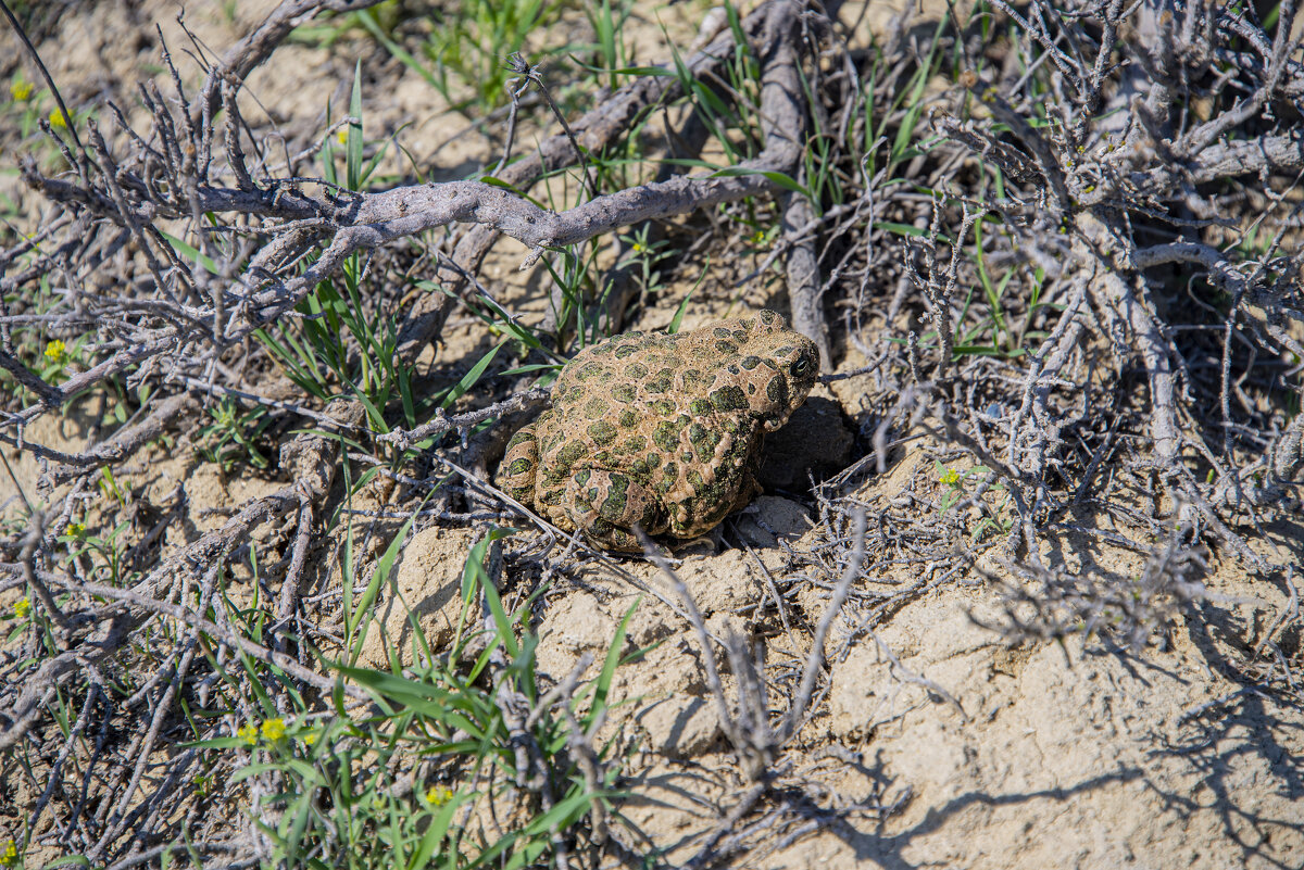 Степная лягушка - Анатолий Чикчирный