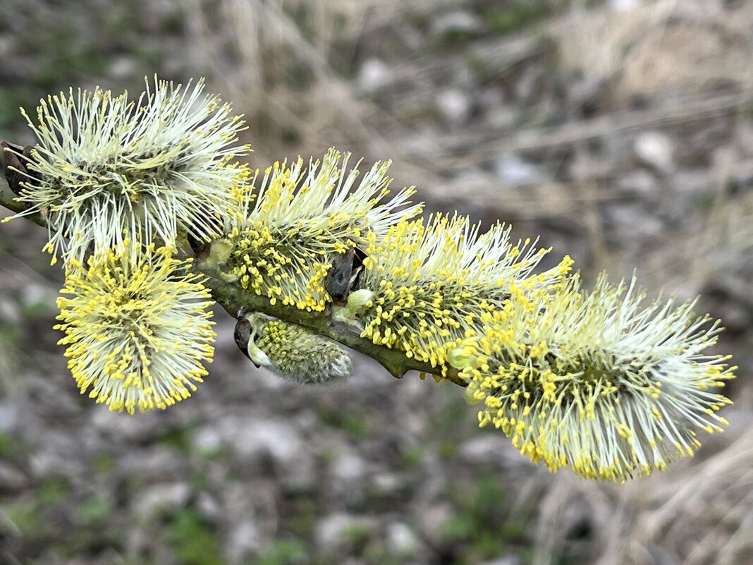 Весеннее... - Татьяна Весеннее... - Татьяна