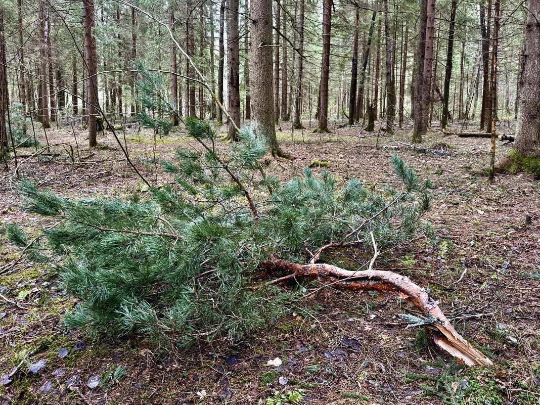 Обломок сосны… - Любовь Обломок сосны… - Любовь