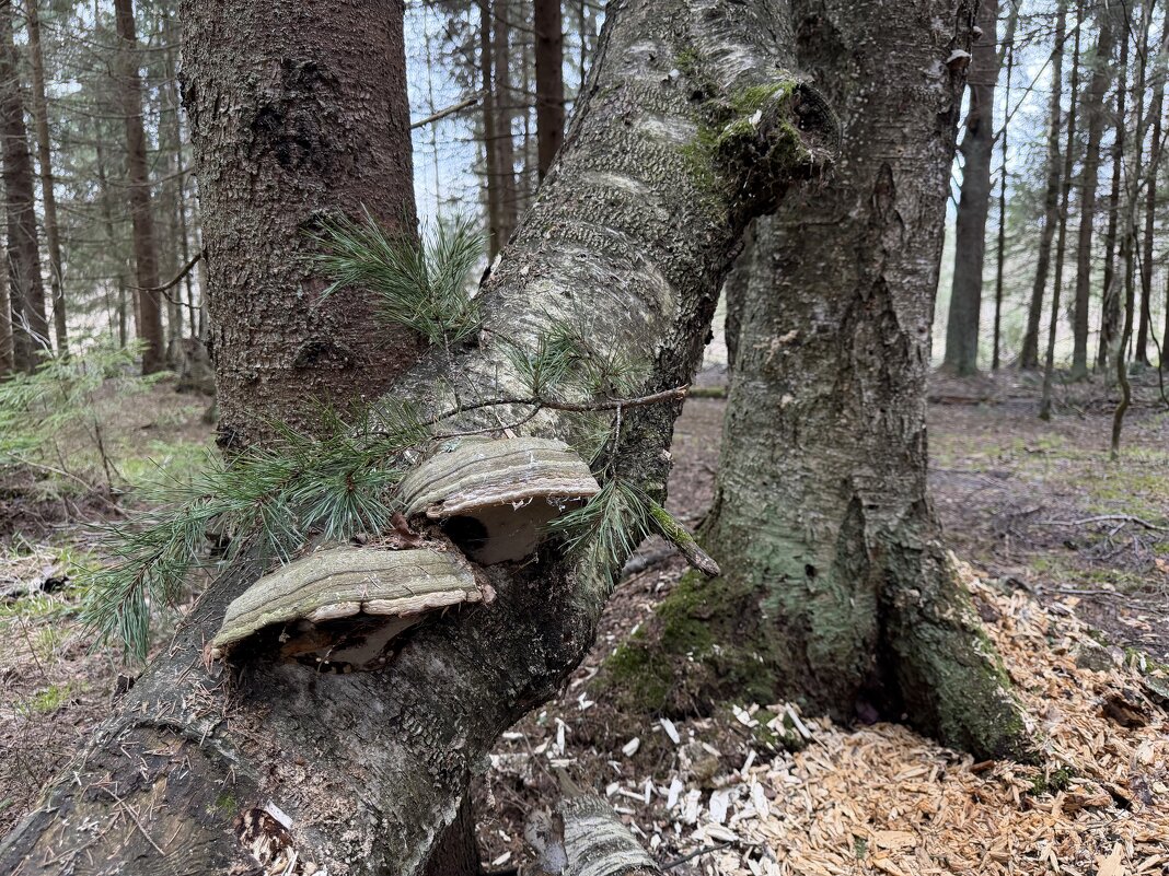 Грибы, грибочки) - Любовь 
