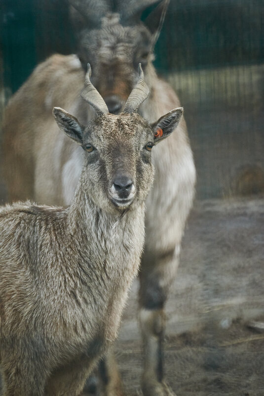 Козел с винтовыми рогами - Александр Леонов