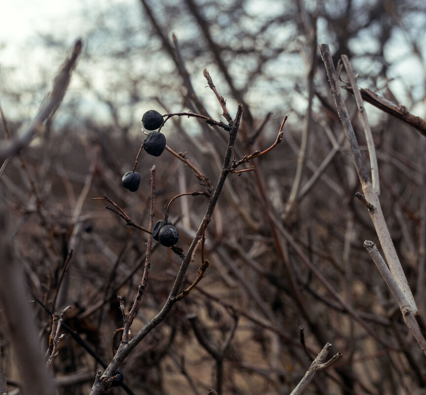 *** - Елена Алексеева