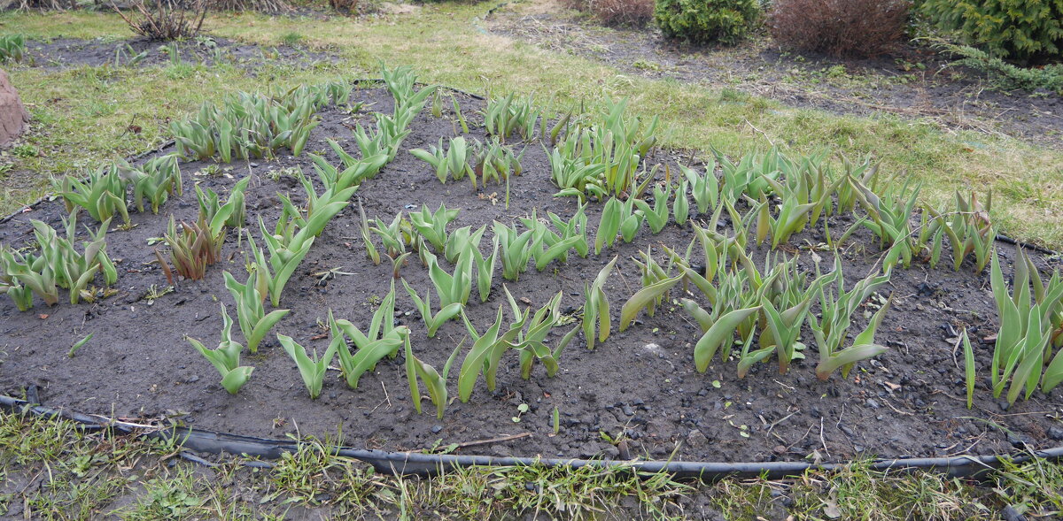 Ждём тюльпаны. - Alex 711402 Ждём тюльпаны. - Alex 711402