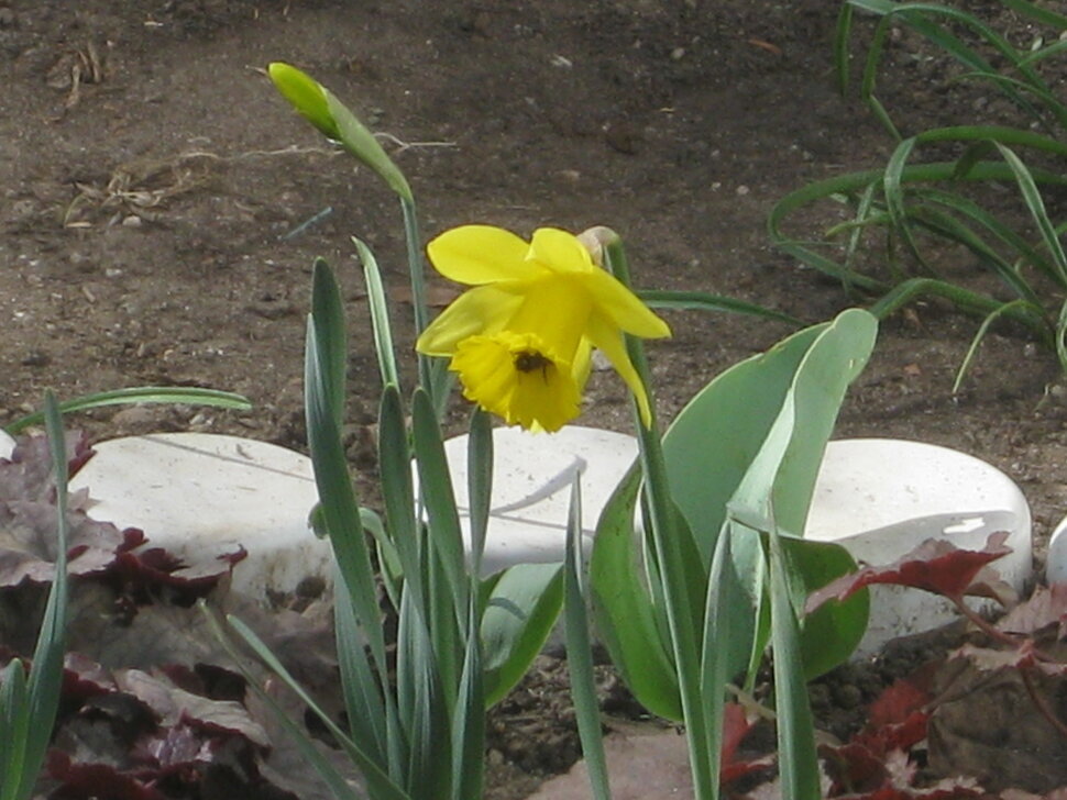 Жёлтый нарцисс - Дмитрий Никитин Жёлтый нарцисс - Дмитрий Никитин