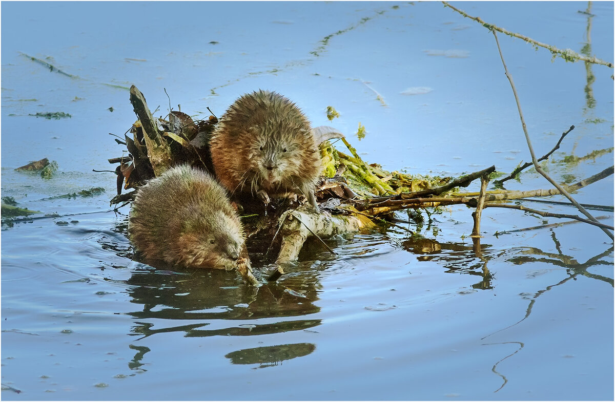 -Ты плавать то умеешь? - Да не очень... - Валентин Котляров -Ты плавать то умеешь? - Да не очень... - Валентин Котляров