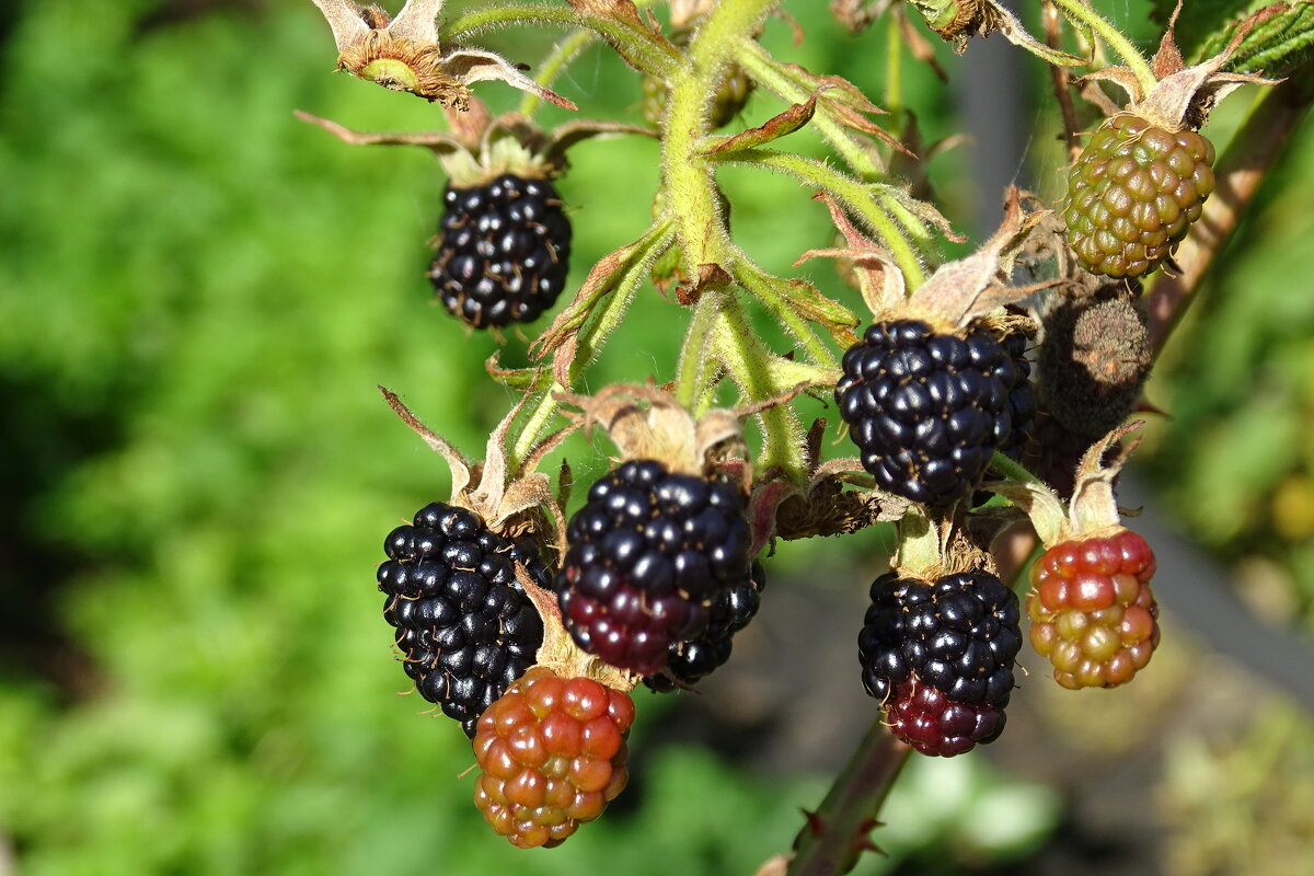 ежевика - Anna-Sabina Anna-Sabina ежевика - Anna-Sabina Anna-Sabina