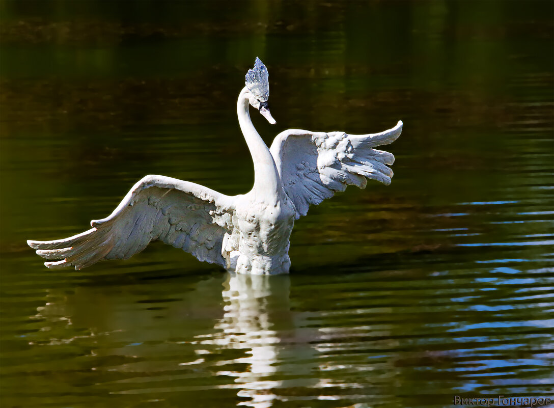 лебедь,Тихвин - Laryan1 