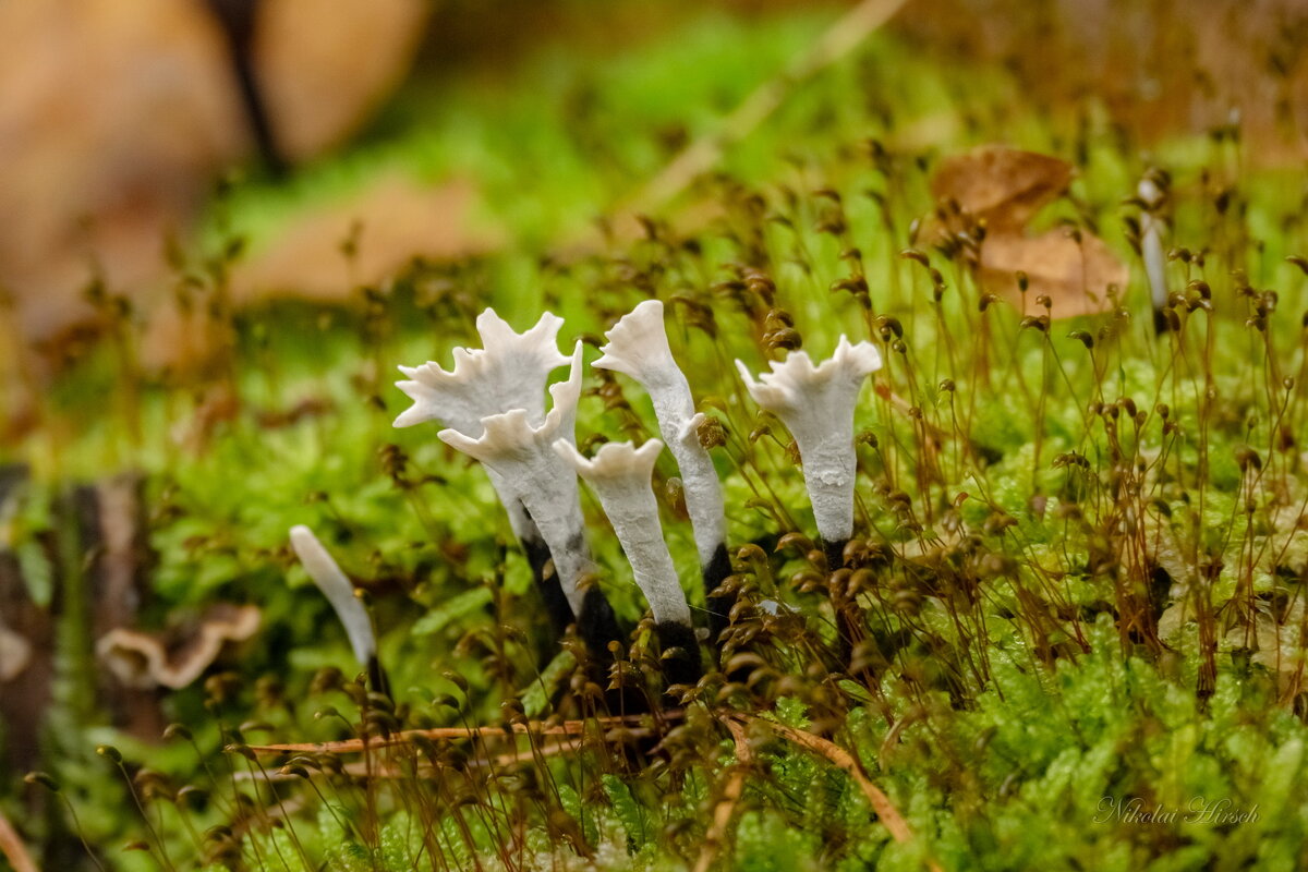 Мох и лишайник... - Николай Гирш