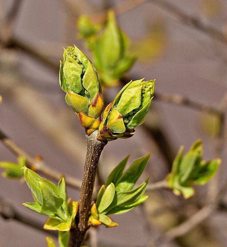 Пробуждение - Светлана 