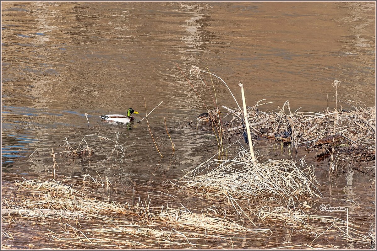 Половодье... - Aquarius - Сергей Половодье... - Aquarius - Сергей