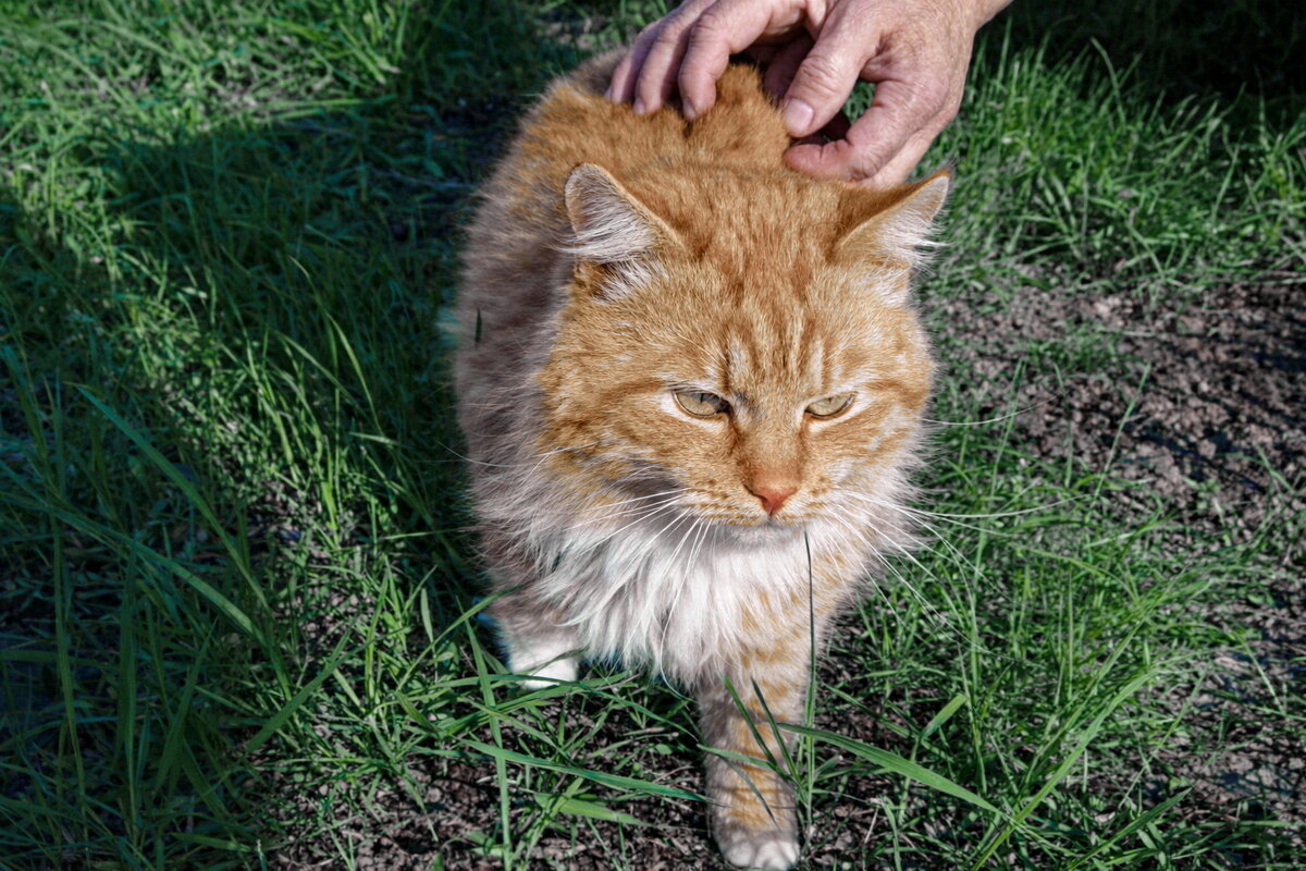 На чистом сливочном масле воспитанный - Валерий Судачок
