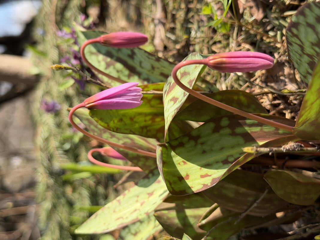 Первоцветы. - Pippa 