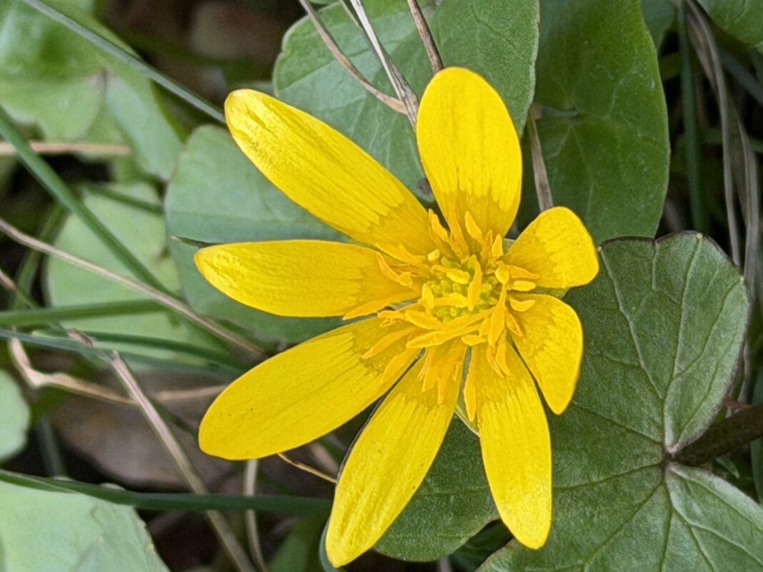 Первоцветы - Pippa 