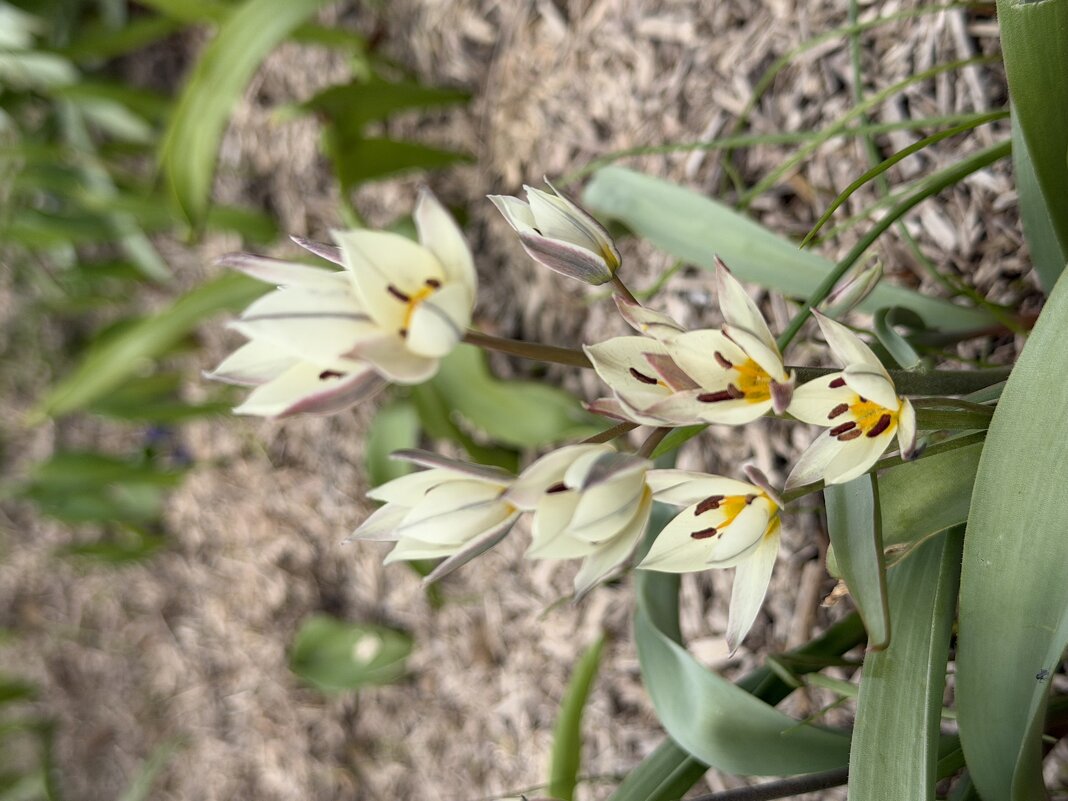 Первоцветы - Pippa Первоцветы - Pippa