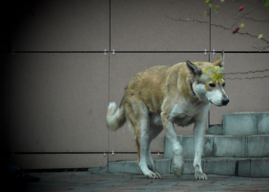 .. Старый пес..(альбом "Novella") - Александр Герасенков .. Старый пес..(альбом "Novella") - Александр Герасенков