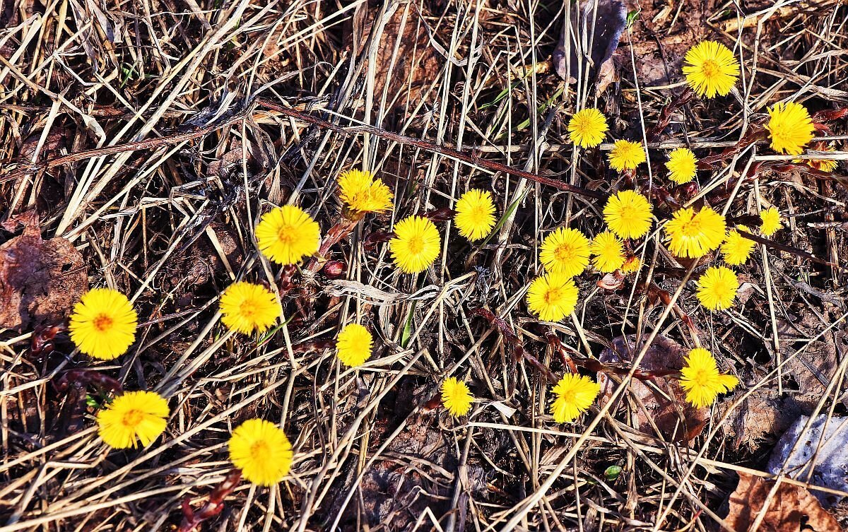 Май...Первоцветы весны! - Владимир 