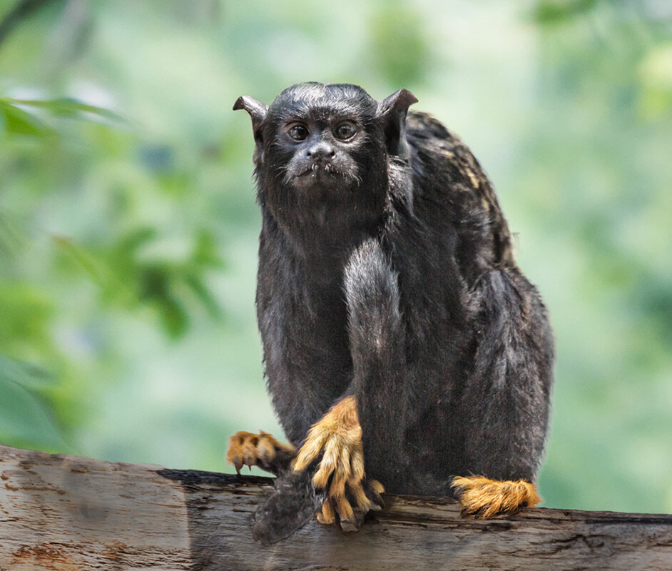Краснорукий тамарин - SanSan 
