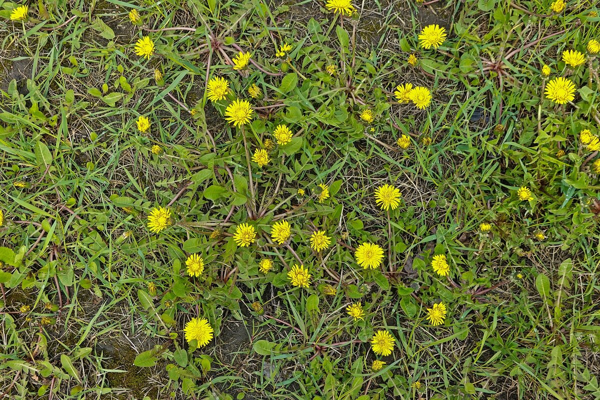 Вот и одуванчики появились - Валерий Иванович