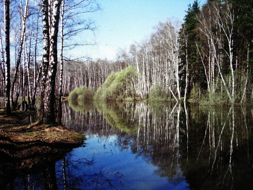 Весенний лес - Людмила Смородинская