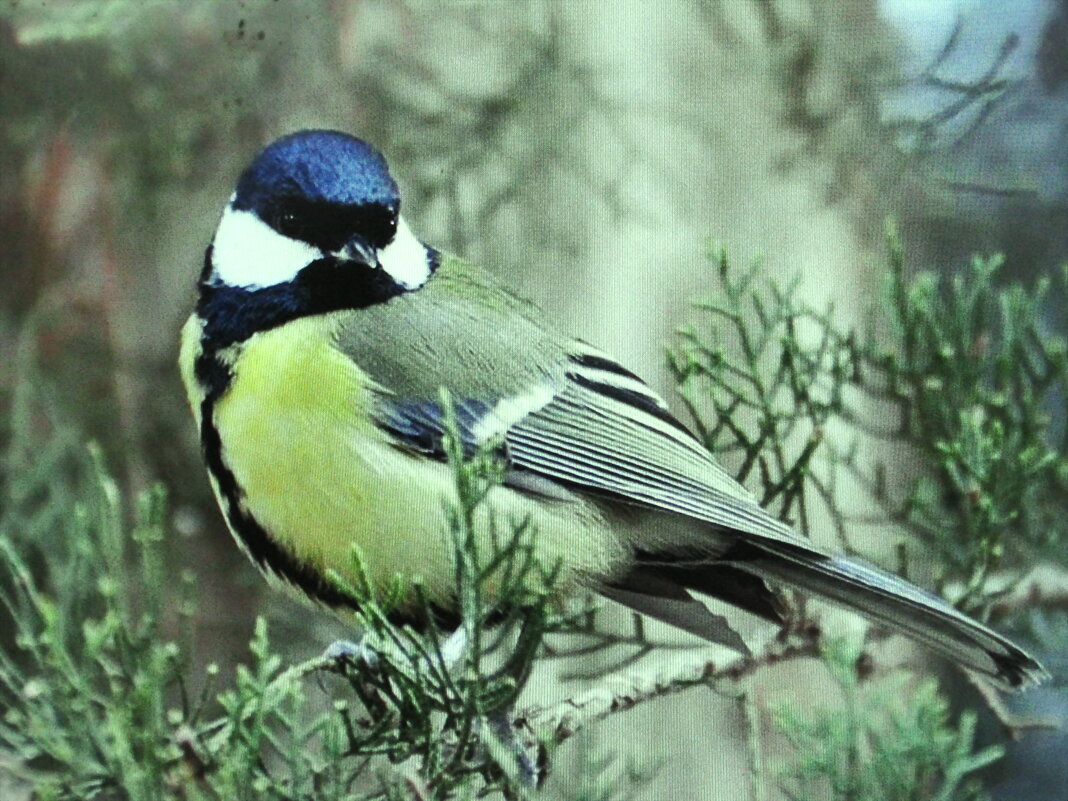 Синичка на туе - Людмила Смородинская Синичка на туе - Людмила Смородинская