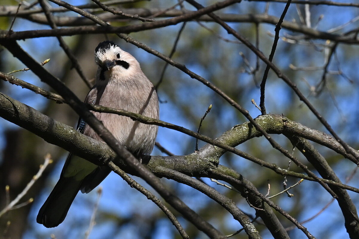 Сойка... - Николай Саржанов Сойка... - Николай Саржанов