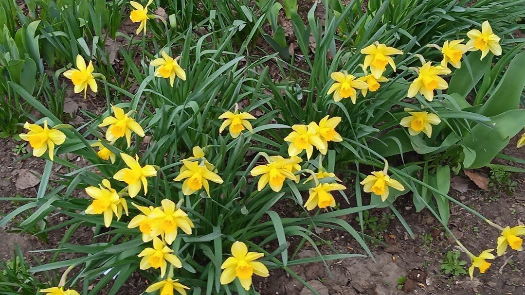 Вот и первые на клумбах ! - Елена Шаламова